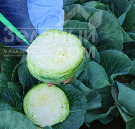 Насіння капусти білокачанної Сір F1 / Sir F1,60 днів купити оптом і в роздріб в Україні за вигідною ціною