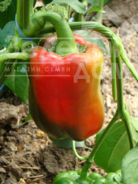 Насіння солодкого перцю Соломон F1 / Solomon F1,65-70 днів купити оптом і в роздріб в Україні за вигідною ціною
