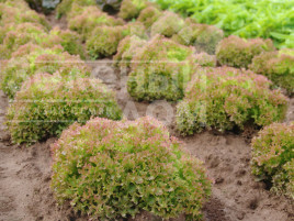 Насіння салату Мерлот / Marlot купити оптом і в роздріб в Україні за вигідною ціною