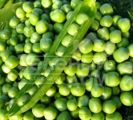 Семена гороха Преладо / Prelado,58 дней купить оптом и в розницу в Украине по выгодной цене