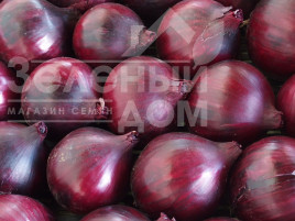 Цибуля ріпчаста Магнате F1 / Magnate F1,115-120 днів купити оптом і в роздріб в Україні за вигідною ціною