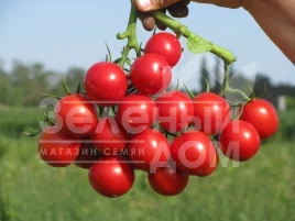 Семена томатов Руфус F1 / Rufus F1,101 -105 дней купить оптом и в розницу в Украине по выгодной цене