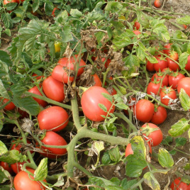 Насіння томатів Ескорт / Eskort, 60-70 днів купити оптом і в роздріб в Україні за вигідною ціною