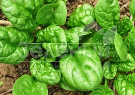 Семена шпината Эль Форте / El Forte,42 дня купить оптом и в розницу в Украине по выгодной цене