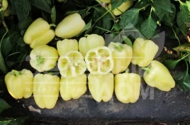 Семена сладкого перца Бланчина F1 / Blancina F1 купить оптом и в розницу в Украине по выгодной цене