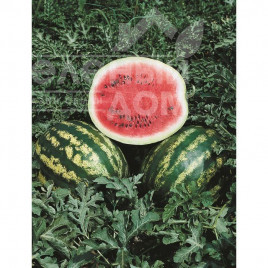 Насіння кавуна Кримсон Світ / Crimson sweet (Hollar Seeds) купити оптом і в роздріб в Україні за вигідною ціною