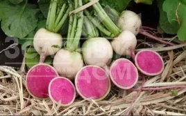 Семена редьки КС 730 F1 / KS 730 F1 купить оптом и в розницу в Украине по выгодной цене