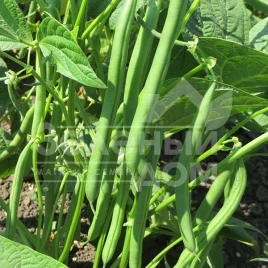 Семена спаржевой фасоли Крокет / Kroket купить оптом и в розницу в Украине по выгодной цене