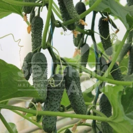 Семена огурцов Ягуар F1 / Jaguar F1 купить оптом и в розницу в Украине по выгодной цене