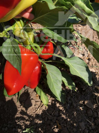 Насіння солодкого перцю Моноліза F1 / Monoliza F1, 110-140 днів купити оптом і в роздріб в Україні за вигідною ціною