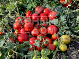 Насіння томатів Баста F1 / Basta F1,110 днів купити оптом і в роздріб в Україні за вигідною ціною