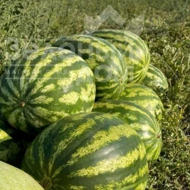 Семена арбуза АУ Продюсер / AU Producer (Hazera),70-75 дней купить оптом и в розницу в Украине по выгодной цене