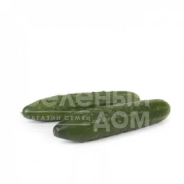 Семена огурцов Святогор F1 / Svyatogor F1,50 дней купить оптом и в розницу в Украине по выгодной цене