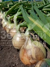 Лук репчатый Вердон F1 (T-803) / Verdon F1 (T-803),85-90 дней купить оптом и в розницу в Украине по выгодной цене