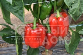 Семена сладкого перца Даймос F1 / Daymos F1,72 дня купить оптом и в розницу в Украине по выгодной цене