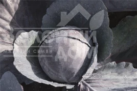 Семена капусты краснокочанной Омеро F1 / Omero F1 купить оптом и в розницу в Украине по выгодной цене