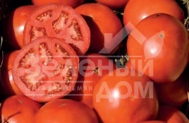 Семена томатов Майсалун F1 / Maysalun F1,105-115 дней купить оптом и в розницу в Украине по выгодной цене
