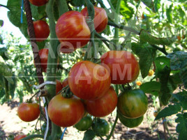 Насіння томатів Дуо / Duo купити оптом і в роздріб в Україні за вигідною ціною