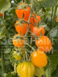 Семена томатов Мода F1 / Fashion F1,115-120 дней купить оптом и в розницу в Украине по выгодной цене