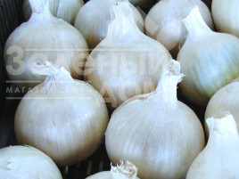 Цибуля ріпчаста Авалон / Avalon,125-130 днів купити оптом і в роздріб в Україні за вигідною ціною