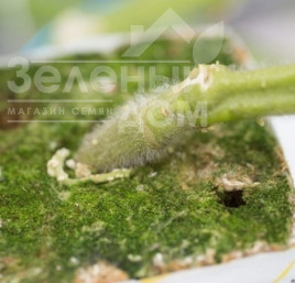 Насіння підщепи Кайзер F1 / Kaiser F1 купити оптом і в роздріб в Україні за вигідною ціною