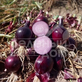 Лук репчатый Дарко F1 / Darko F1,110-115 дней купить оптом и в розницу в Украине по выгодной цене