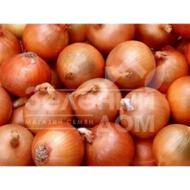 Лук репчатый Испаньол / Ispanyol, 115 дней купить оптом и в розницу в Украине по выгодной цене
