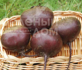 Насіння буряка Ред Бул / Red Bull,100-105 днів купити оптом і в роздріб в Україні за вигідною ціною