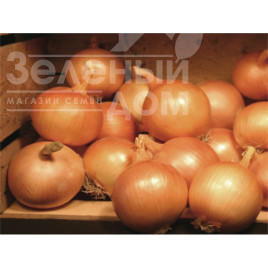 Цибуля ріпчаста Валентіно F1 / Valentino F1,110-115 днів купити оптом і в роздріб в Україні за вигідною ціною