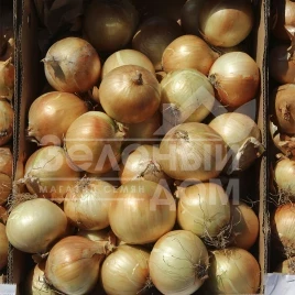 Лук репчатый Чаирмэн F1 / Chairman F1 купить оптом и в розницу в Украине по выгодной цене