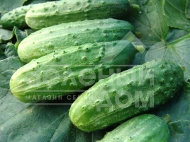 Семена огурцов Далила F1 / Dalila F1 купить оптом и в розницу в Украине по выгодной цене