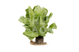 Насіння салату Рабелло / Rabello купити оптом і в роздріб в Україні за вигідною ціною