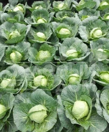 Семена капусты белокочанной Престар F1 / Prestar F1,50 дней купить оптом и в розницу в Украине по выгодной цене