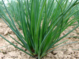 Цибуля на перо Богемія / Bogemia купити оптом і в роздріб в Україні за вигідною ціною