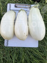 Насіння баклажанів Міракл F1 / Miracle F1 купити оптом і в роздріб в Україні за вигідною ціною