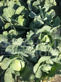 Семена капусты белокочанной Висконт F1 / Vyskont F1,130-135 дней купить оптом и в розницу в Украине по выгодной цене