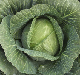 Насіння капусти білокачанної Леннокс F1 / Lennox F1,140 днів купити оптом і в роздріб в Україні за вигідною ціною