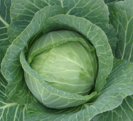 Насіння капусти білокачанної Сілема F1 / Cilema F1,65-70 днів купити оптом і в роздріб в Україні за вигідною ціною