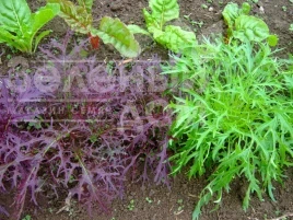 Семена салата Мизуна красная / Mizuno red купить оптом и в розницу в Украине по выгодной цене