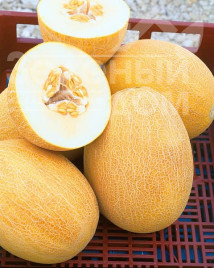 Насіння дині Кредо F1 / Kredo F1,65 днів купити оптом і в роздріб в Україні за вигідною ціною