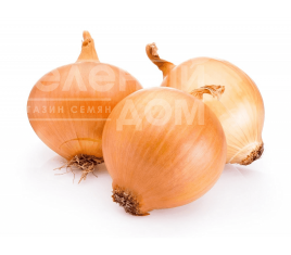 Цибуля ріпчаста ГС - 318  F1 / GS - 318  F1,95-100 днів купити оптом і в роздріб в Україні за вигідною ціною