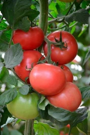 Семена томатов Канна 218 F1 / Kanna 218 F1,95-100 дней купить оптом и в розницу в Украине по выгодной цене