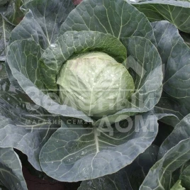 Семена капусты белокочанной Бетти F1 / Betti F1,55-65 дней купить оптом и в розницу в Украине по выгодной цене