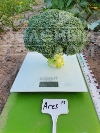 Насіння капусти броколі Арес F1 / Ares F1, 60-70 днів купити оптом і в роздріб в Україні за вигідною ціною