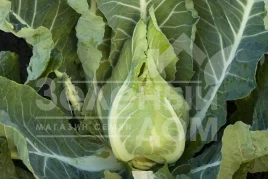 Семена капусты цветной Клафорса F1 / Claforsa F1,70-75 дней купить оптом и в розницу в Украине по выгодной цене