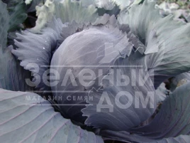 Семена капусты краснокочанной Квит F1 / Kvit F1,125-135 дней купить оптом и в розницу в Украине по выгодной цене