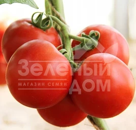 Семена томатов ЛС 4314 F1 / LS 4314 F1,110-120 дней купить оптом и в розницу в Украине по выгодной цене