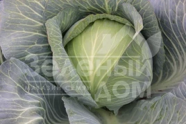 Семена капусты белокочанной Гарантия F1 / Harantia F1,120-130 дней купить оптом и в розницу в Украине по выгодной цене