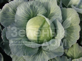 Семена капусты белокочанной Полар / Polar,140-150 дней купить оптом и в розницу в Украине по выгодной цене