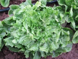 Семена салата Парманс / Parmance купить оптом и в розницу в Украине по выгодной цене